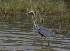  Animaux Afrique du Sud