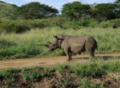  Animaux Park Kruger (Afrique du Sud)