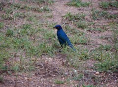  Animals Afrique du Sud 