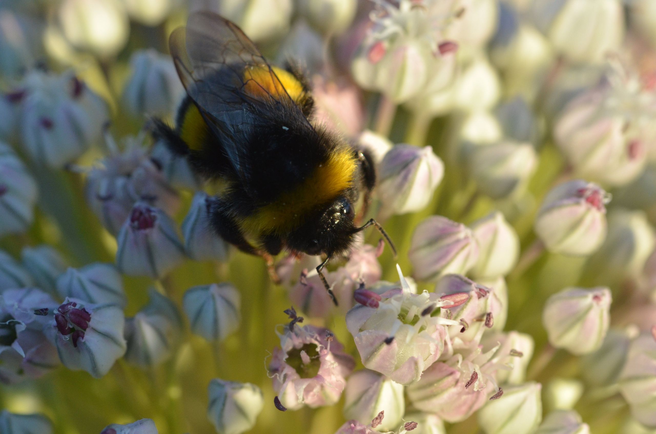 Wallpapers Animals Insects - Bees, Wasps 