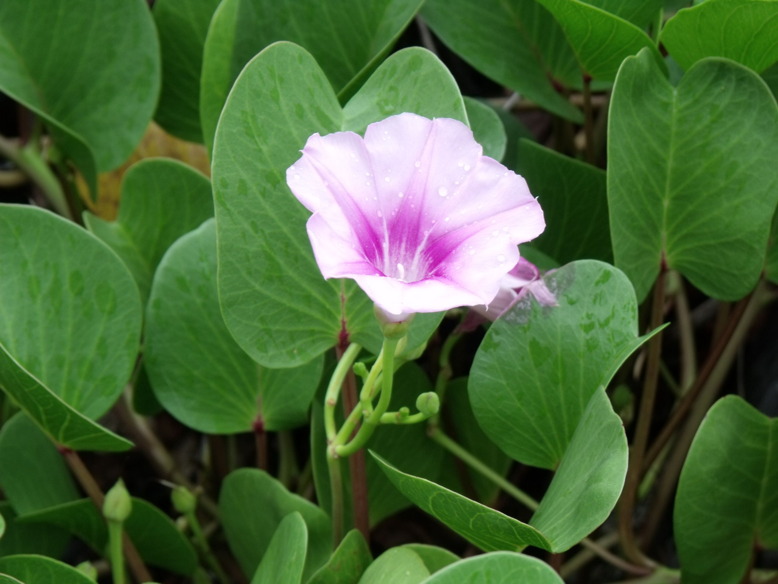 Fonds d'cran Nature Fleurs 