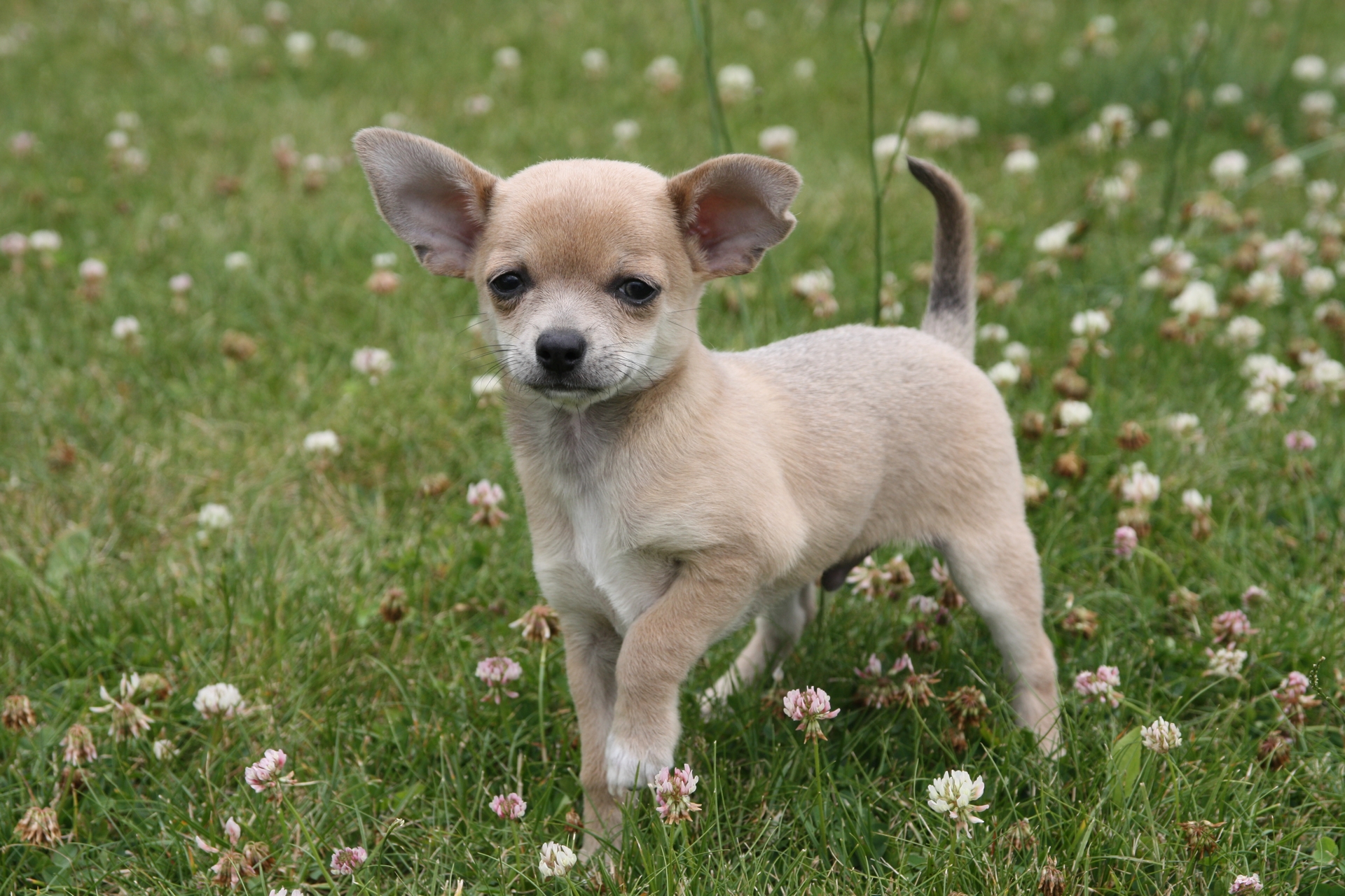 Wallpapers Animals Dogs Chihuahua