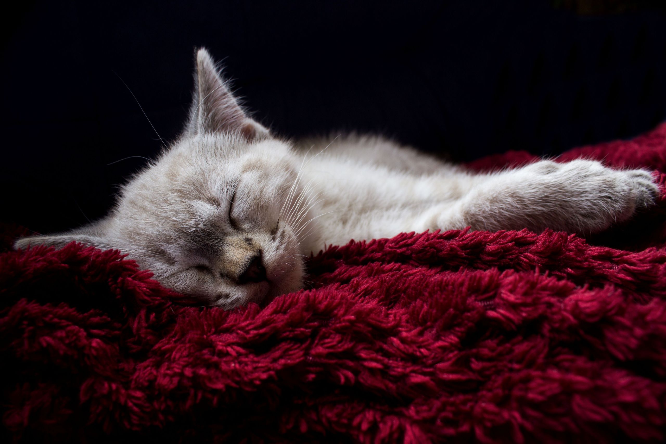 Fonds d'cran Animaux Chats - Chatons sommeil du juste