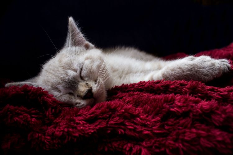 Fonds d'cran Animaux Chats - Chatons sommeil du juste