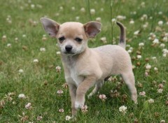  Animaux Chihuahua