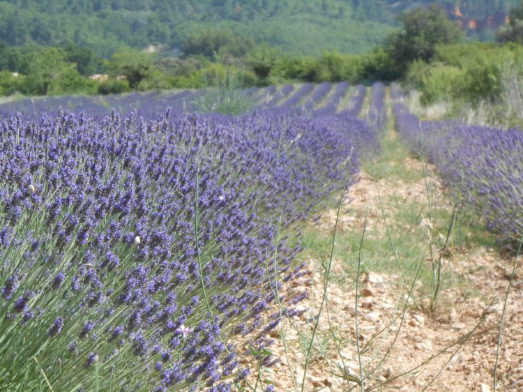 Wallpapers Nature Flowers Lavande Rustrel en Provence 