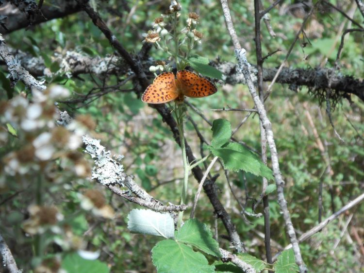 Wallpapers Animals Insects - Butterflies Papillon Provence