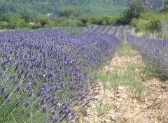  Nature Lavande Rustrel en Provence 