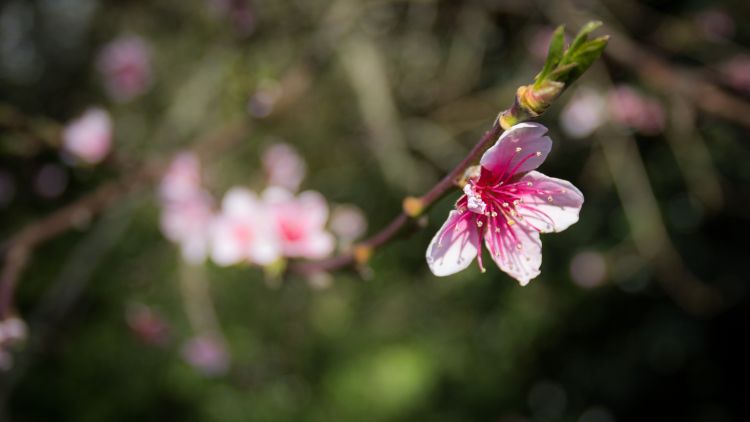 Wallpapers Nature Flowers Souvenirs du printemps