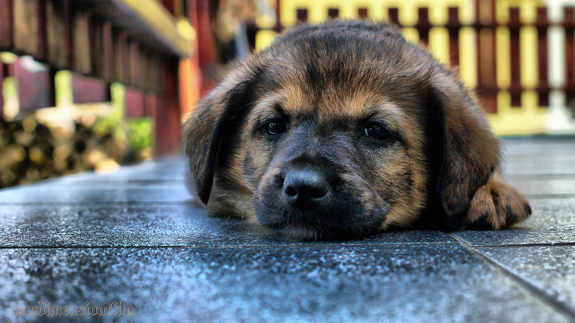 Fonds d'cran Animaux Chiens Cmuk