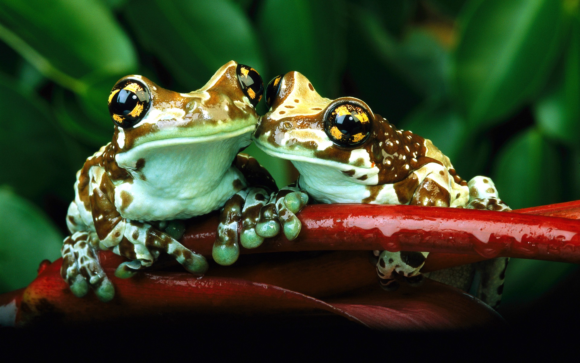 Fonds d'cran Animaux Grenouilles - Crapauds 