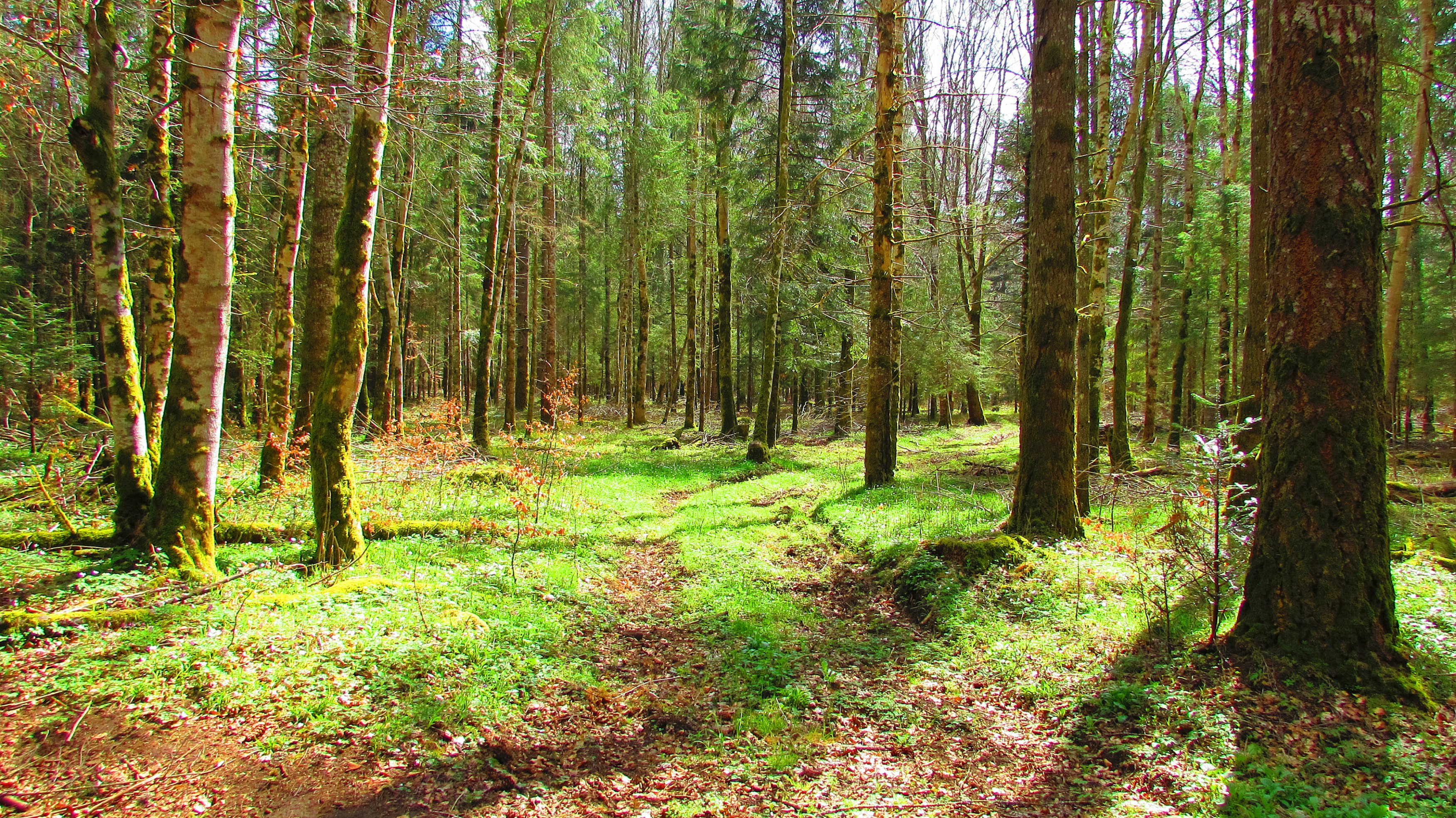 Fonds d'cran Nature Arbres - Forts Fort verdoyante.