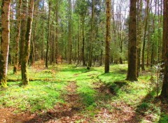  Nature Fort verdoyante.