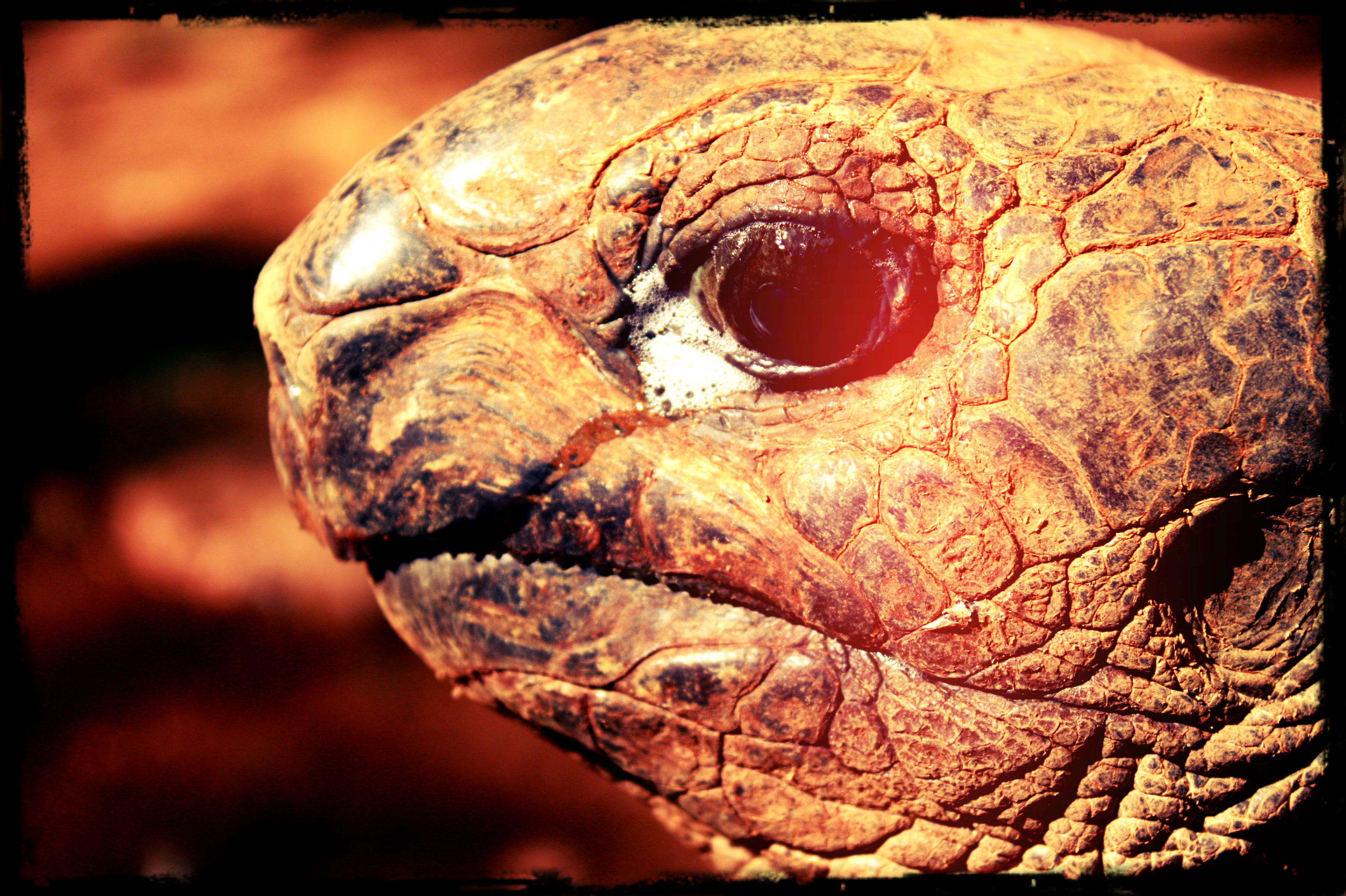 Wallpapers Animals Turtles tortue