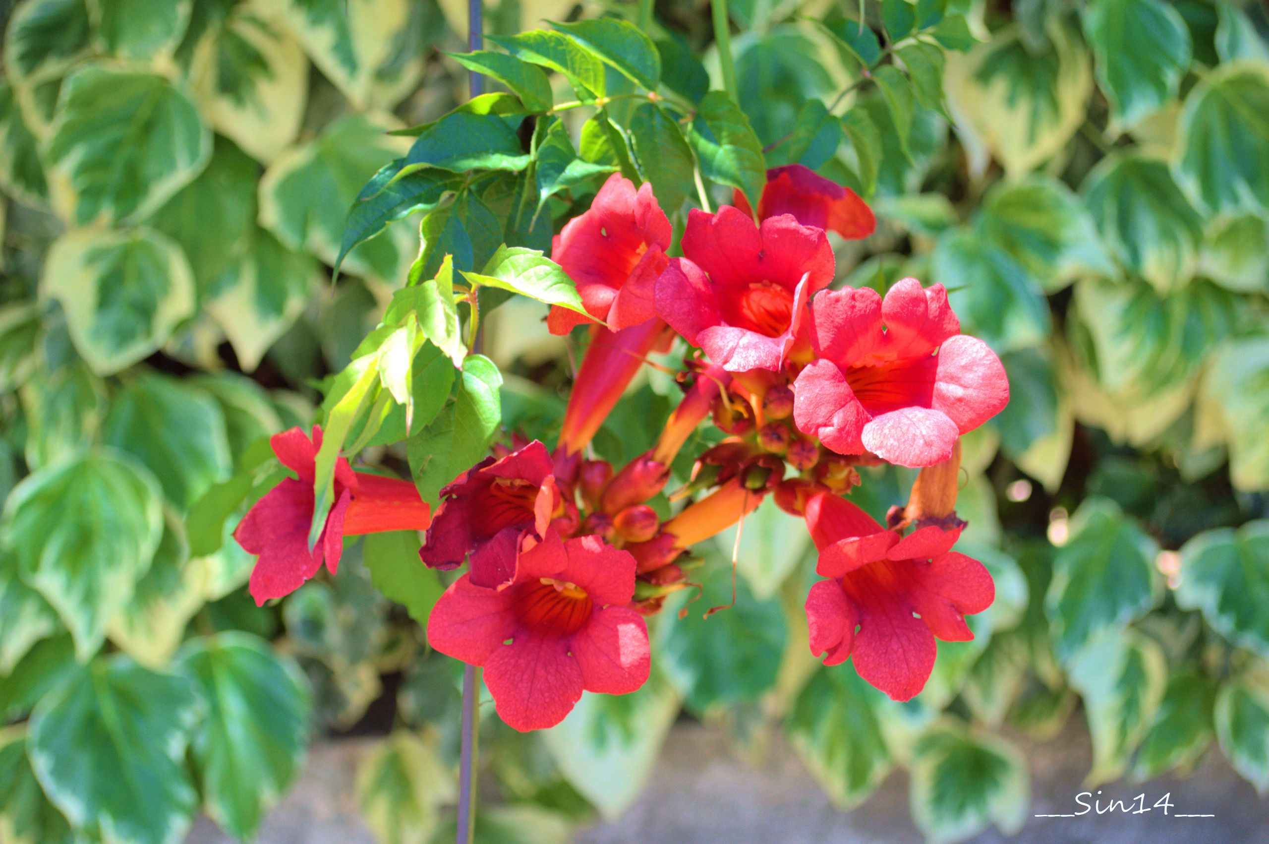 Fonds d'cran Nature Fleurs 