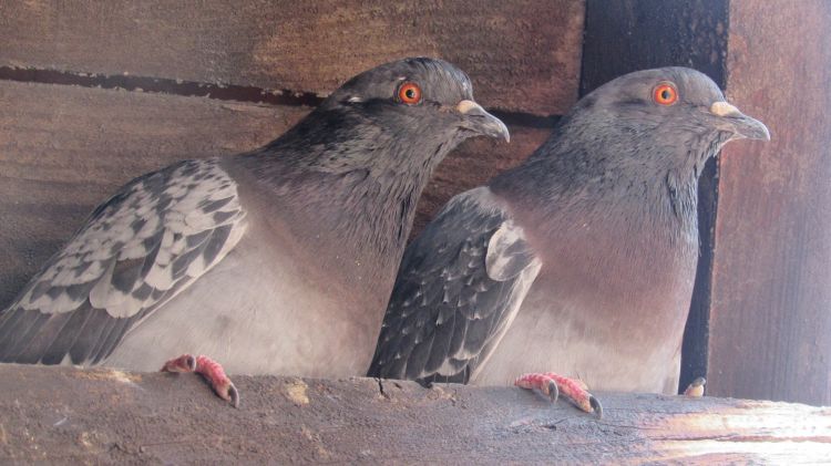 Fonds d'cran Animaux Oiseaux - Pigeons et Tourterelles Couple de pigeons.