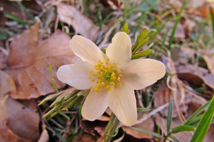 Fonds d'cran Nature Fleurs Fleur blanche