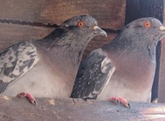  Animaux Couple de pigeons.