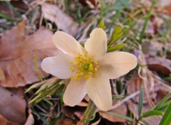  Nature Fleur blanche