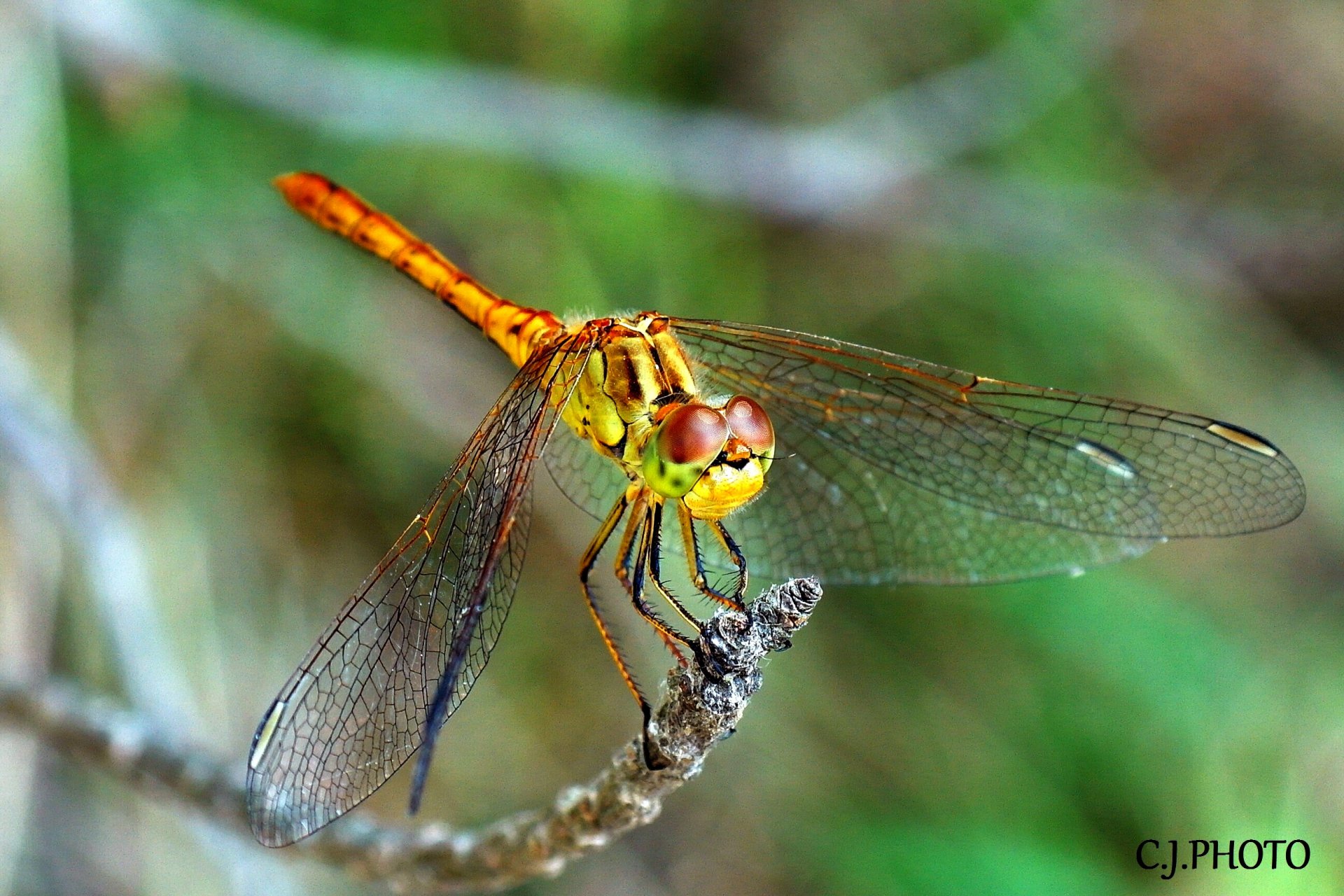 Fonds d'cran Animaux Insectes - Libellules 