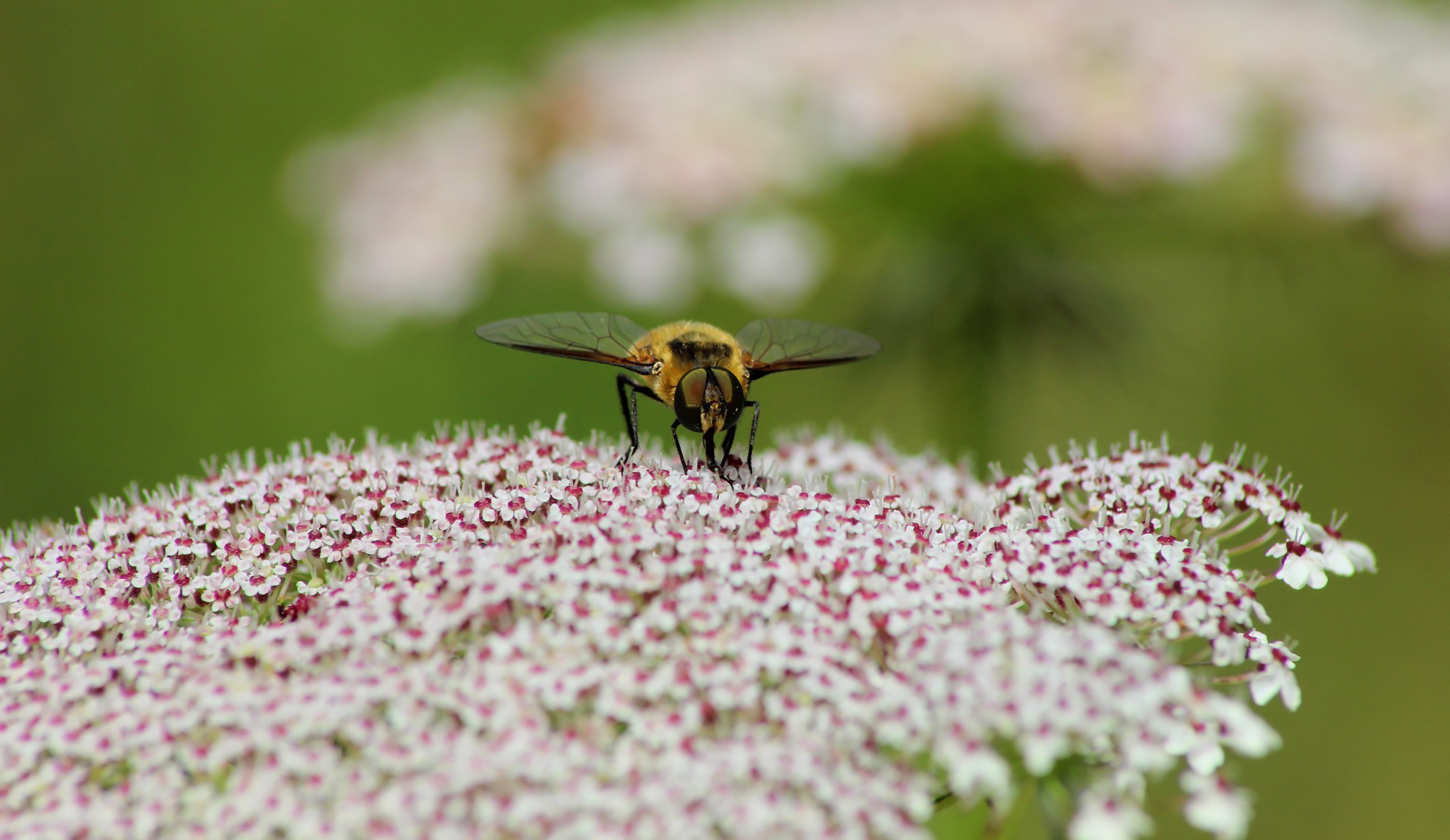 Wallpapers Animals Insectes - Hoverflies 