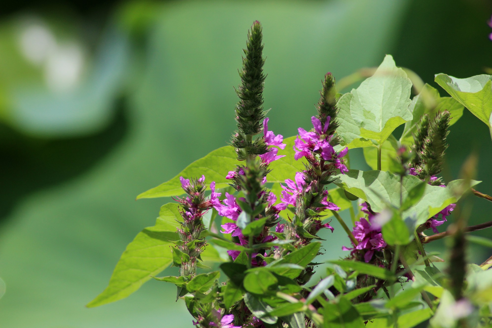 Wallpapers Nature Flowers 