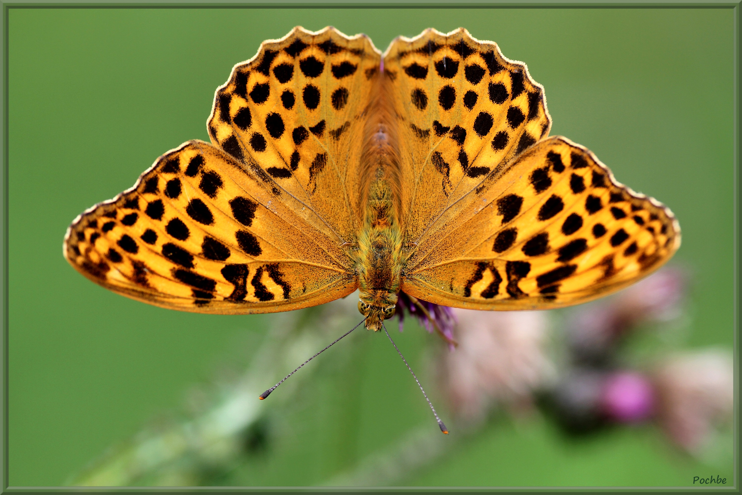 Fonds d'cran Animaux Insectes - Papillons 