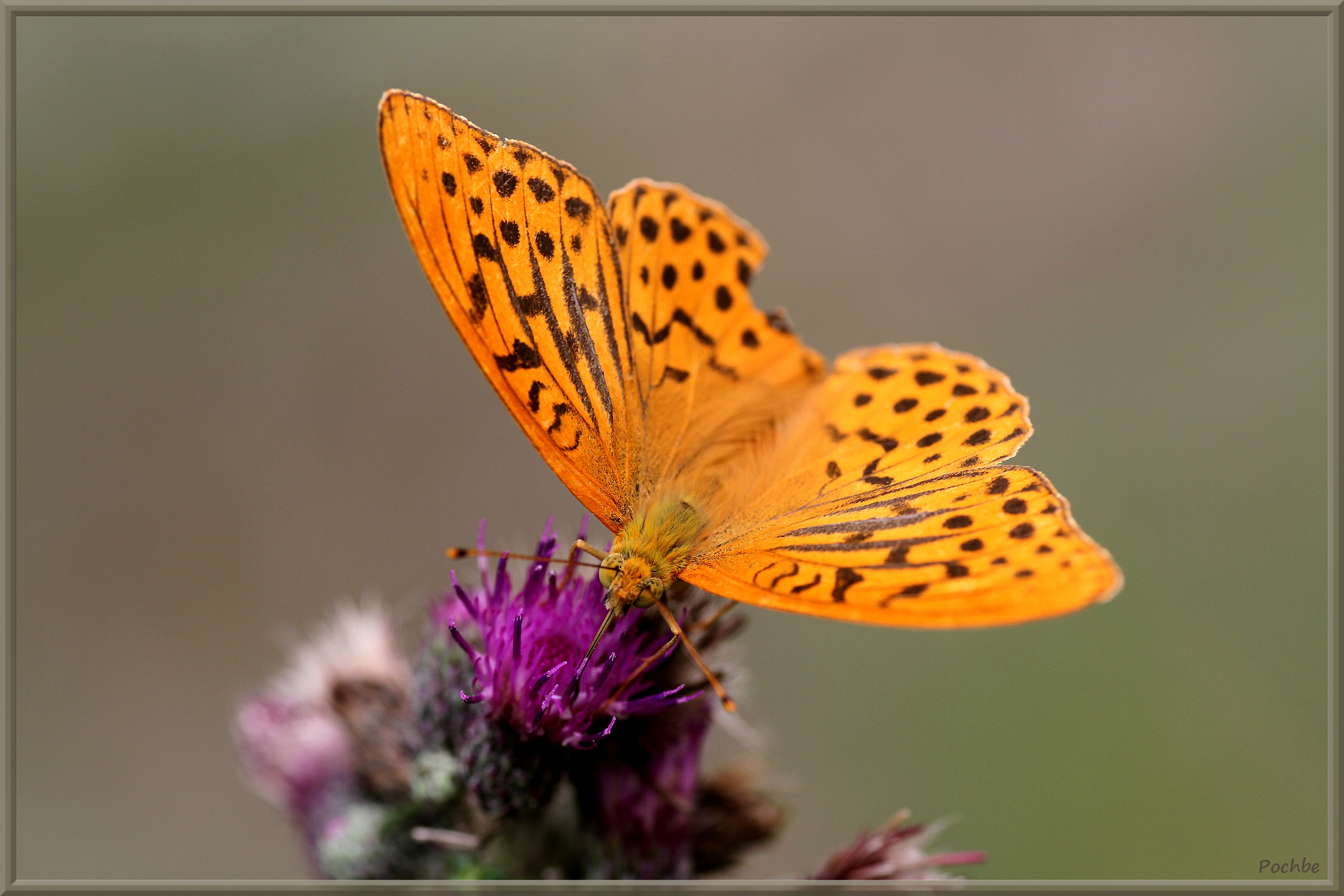 Fonds d'cran Animaux Insectes - Papillons 