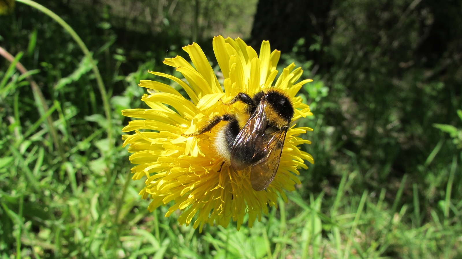 Fonds d'cran Animaux Insectes - Abeilles Gupes ... Bourdon.