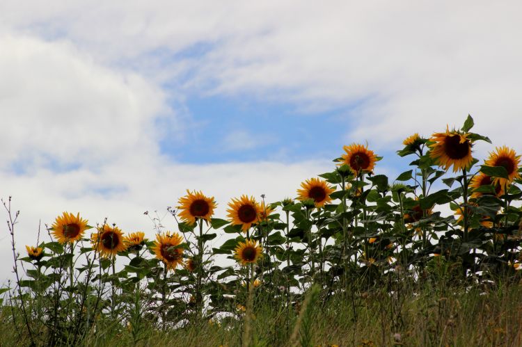 Wallpapers Nature Flowers Tournesols