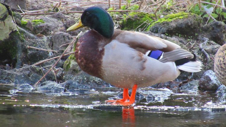 Wallpapers Animals Birds - Ducks Canard.