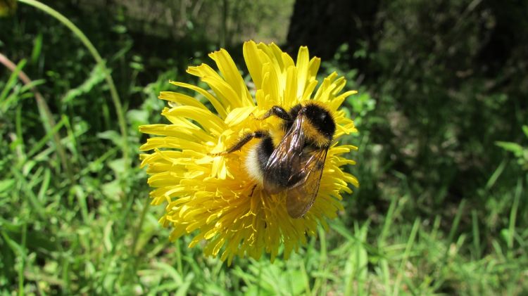 Fonds d'cran Animaux Insectes - Abeilles Gupes ... Bourdon.