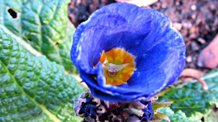 Fonds d'cran Nature Fleurs Fleur bleue.