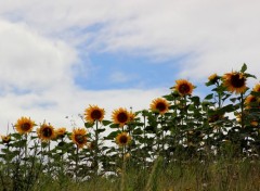  Nature Tournesols