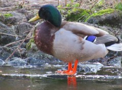  Animals Canard.