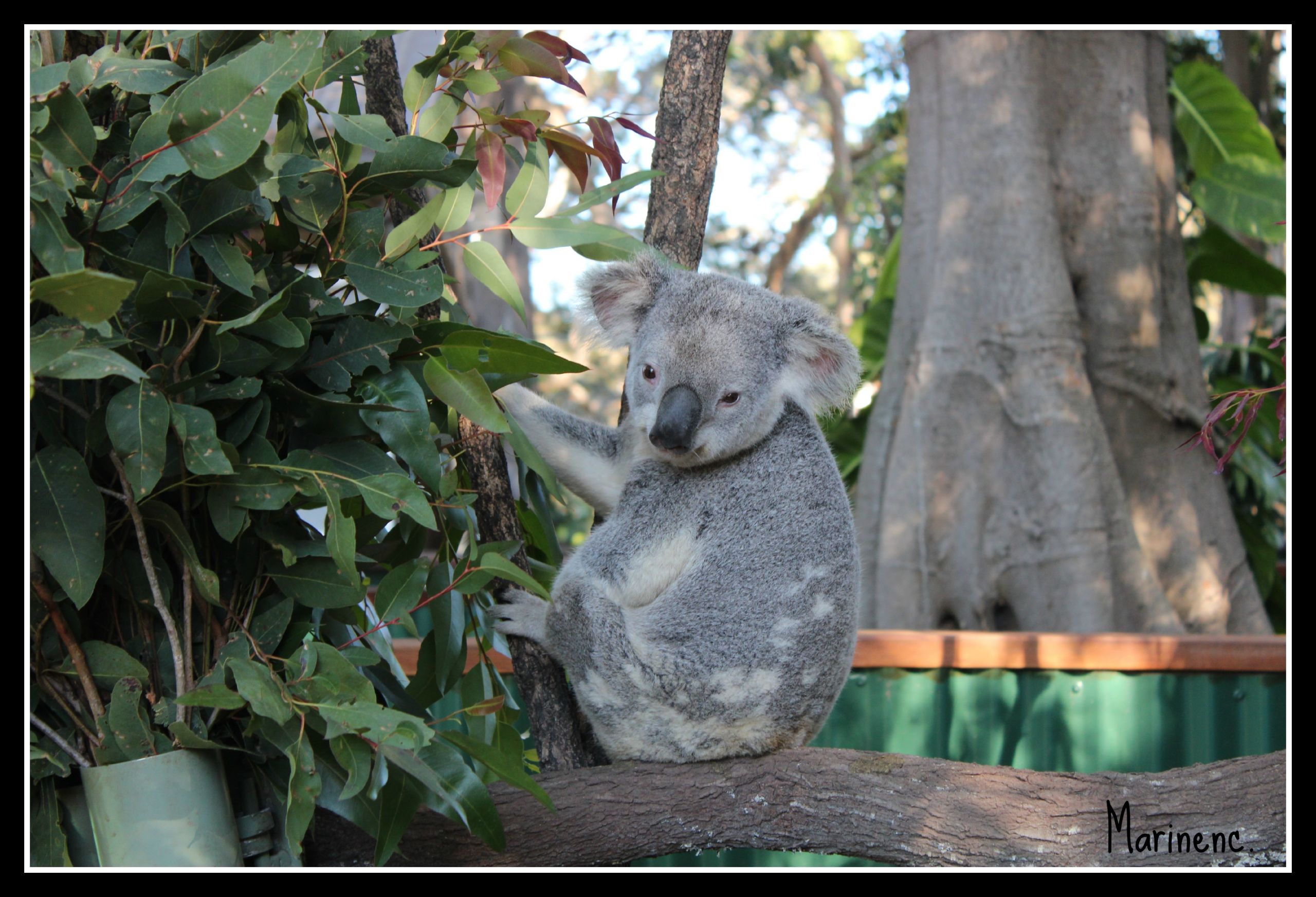 Fonds d'cran Animaux Koalas Koko le Koala