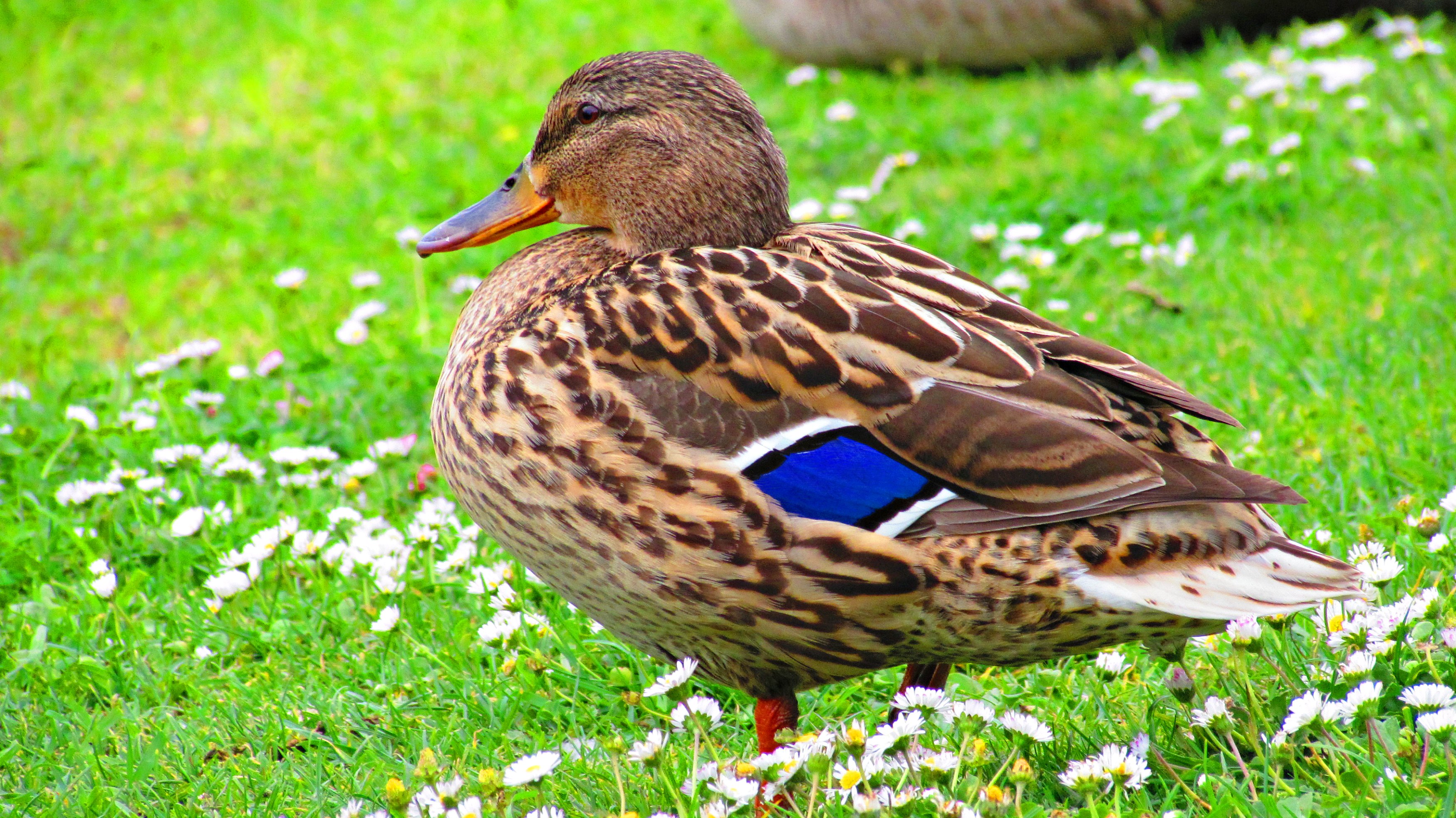 Fonds d'cran Animaux Oiseaux - Canards Canard.