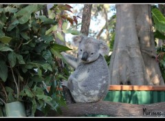  Animaux Koko le Koala