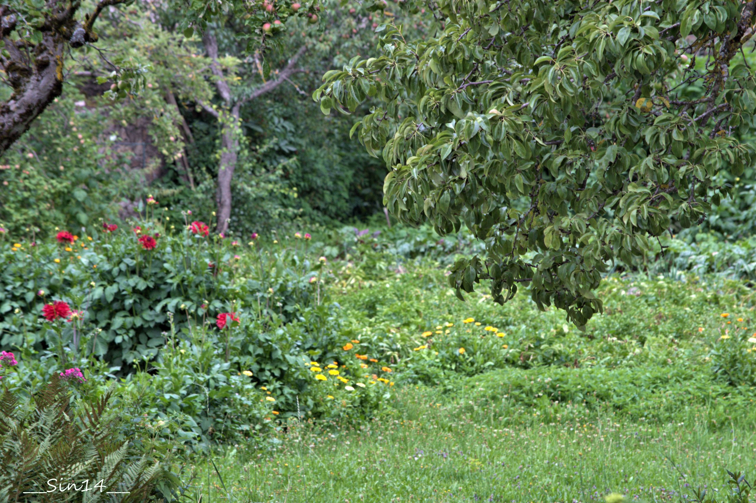 Fonds d'cran Nature Arbres - Forts LOZERE