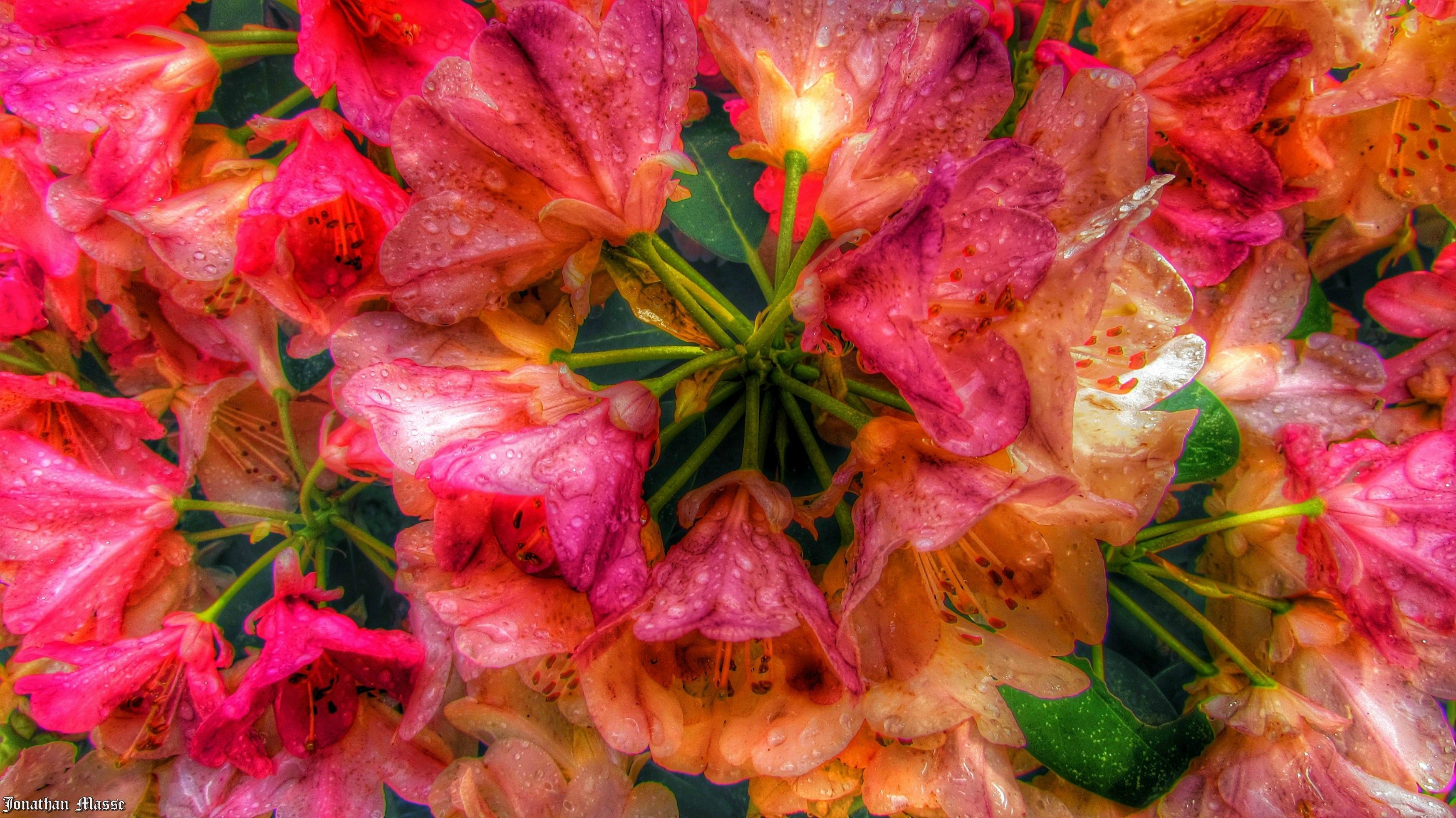 Fonds d'cran Nature Fleurs Fleurs en HDR.