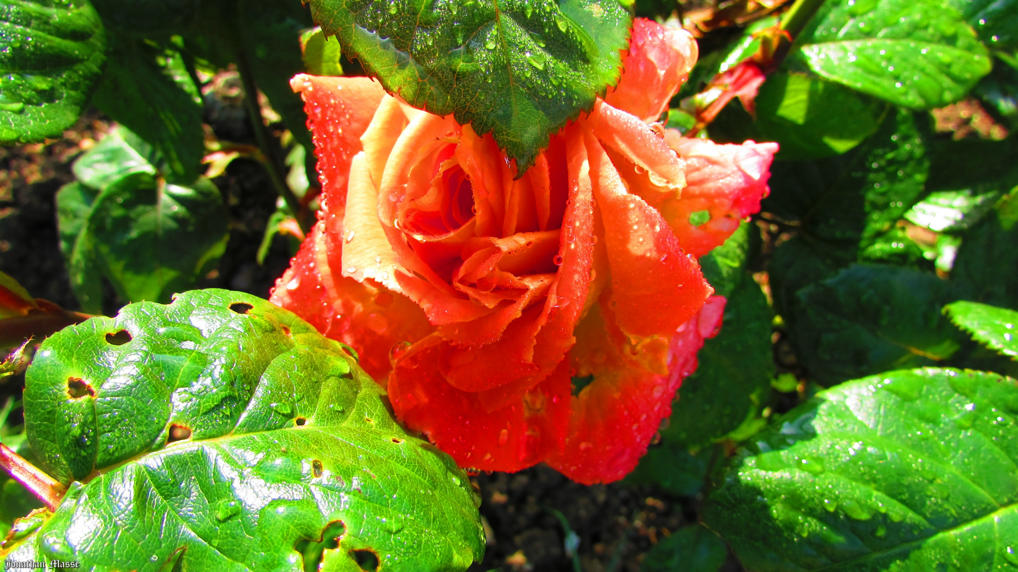 Fonds d'cran Nature Fleurs Rose rouge.