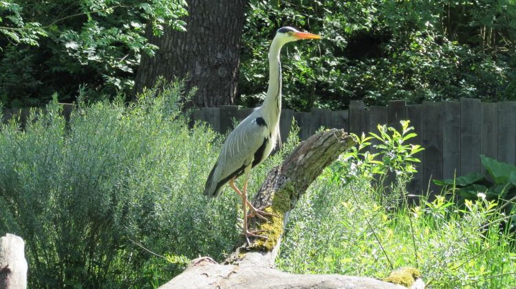 Fonds d'cran Animaux Oiseaux - Hrons Hron.