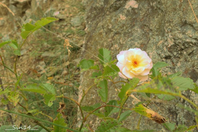 Wallpapers Nature Flowers LOZERE