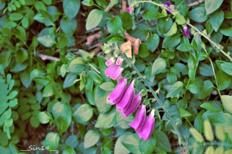 Wallpapers Nature Flowers LOZERE