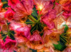  Nature Fleurs en HDR.