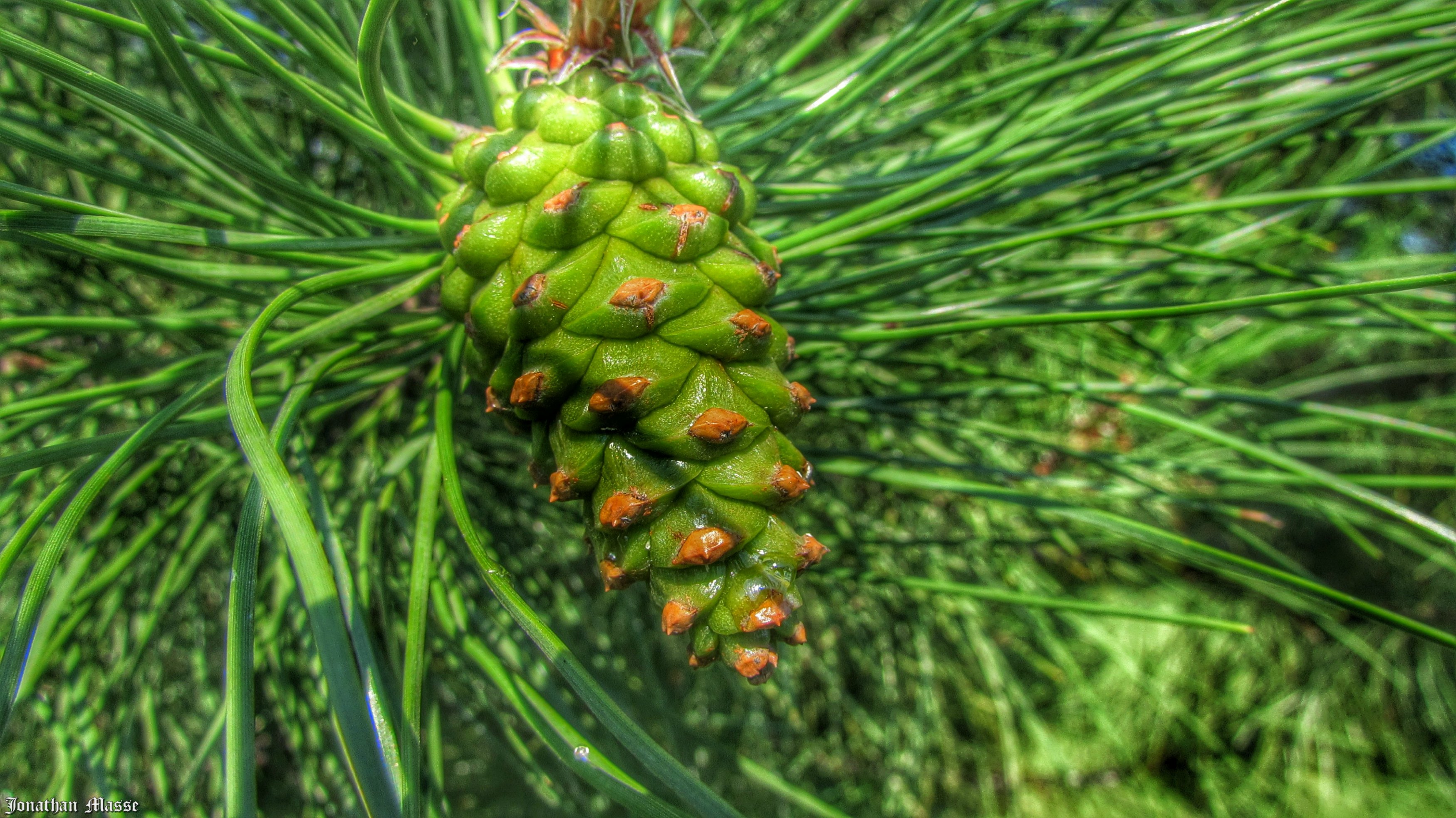 Fonds d'cran Nature Fruits Pomme de pin.