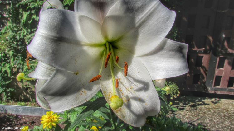 Fonds d'cran Nature Fleurs Fleur