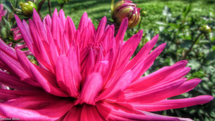 Fonds d'cran Nature Fleurs Fleur