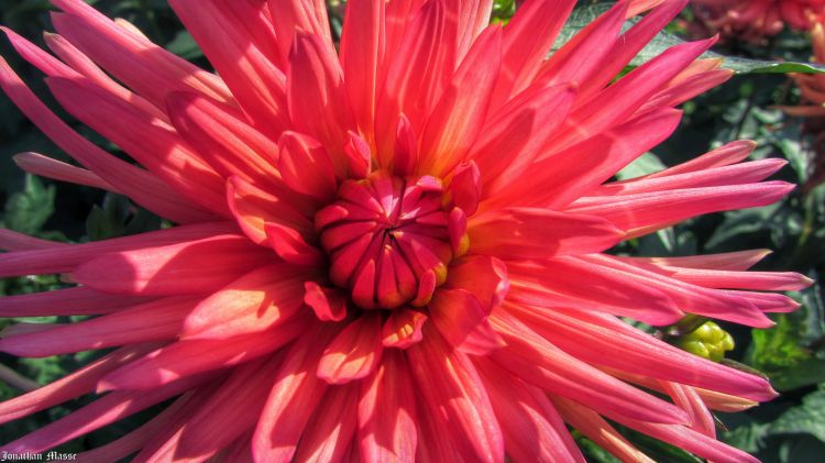 Fonds d'cran Nature Fleurs Fleur