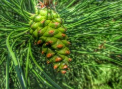  Nature Pomme de pin.